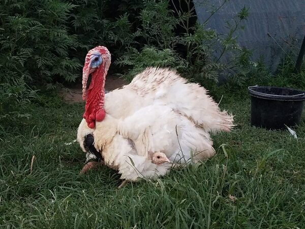 Beltsville Small White Turkey