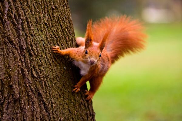 10 Most Beautiful Squirrels: Nature's Masterpieces