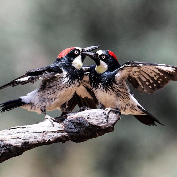 Acorn Woodpecker (Melanerpes formicivorus) 