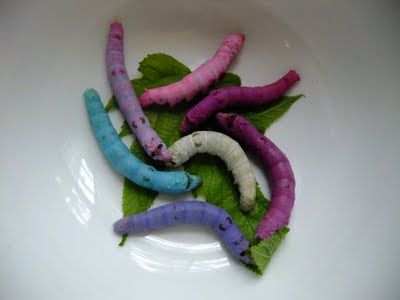 Silkworms (Bombyx mori)