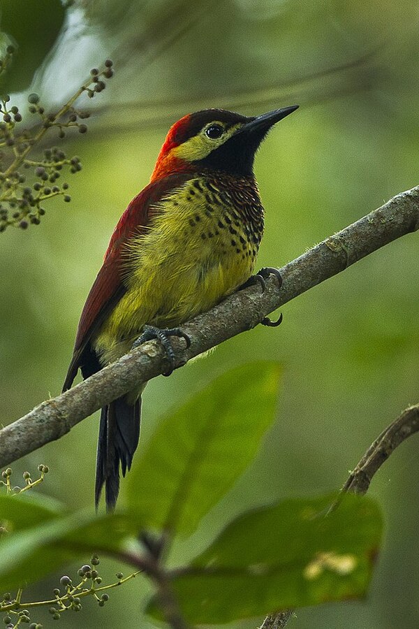 Crimson-mantled Woodpecker (Colaptes rubiginosus)