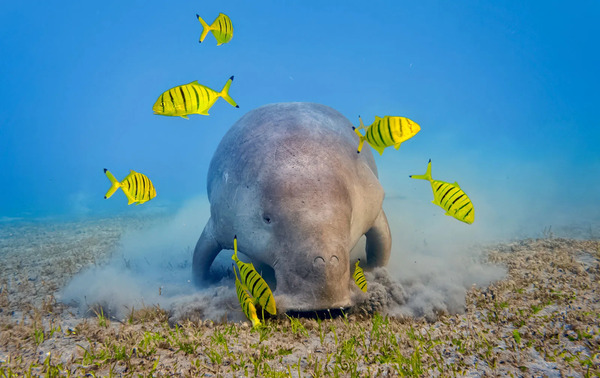 Why Are Dugongs Called 