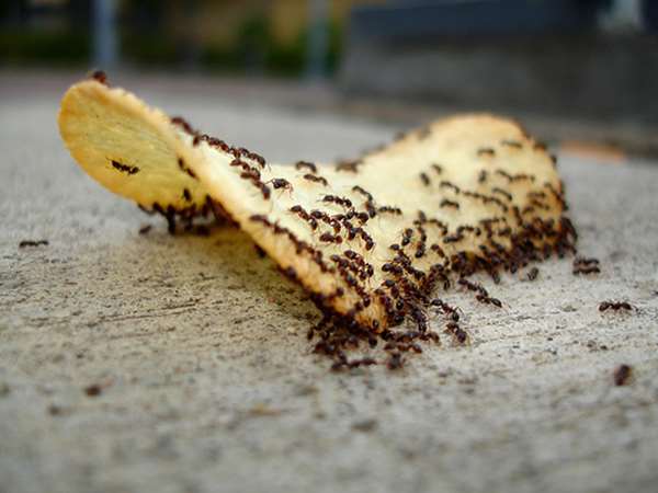 What Do Ants Like to Eat? A Detailed Guide to Ant Diets and Food Preferences