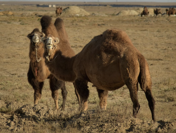 Why Do Camels Have 1 or 2 Humps? Exploring the Evolutionary and Physiological Reasons Behind Camel H