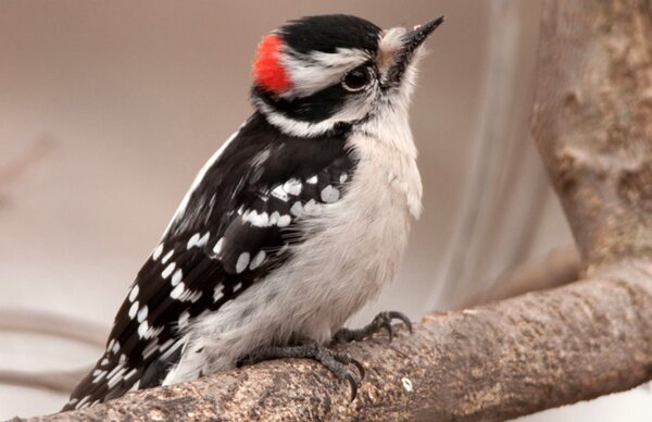 Downy Woodpecker (Picoides pubescens)