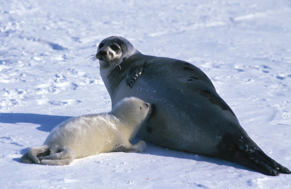 Is a Seal a Mammal? Understanding the Classification of Seals as Mammals