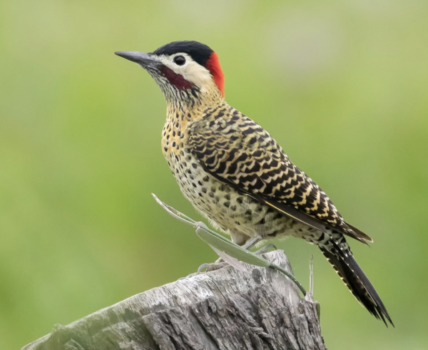 Green-barred Woodpecker (Colaptes auratus)Green-barred Woodpecker (Colaptes auratus)