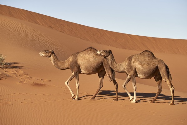 Can Camels Die from Thirst in the Desert? Exploring Camel Survival Mechanisms