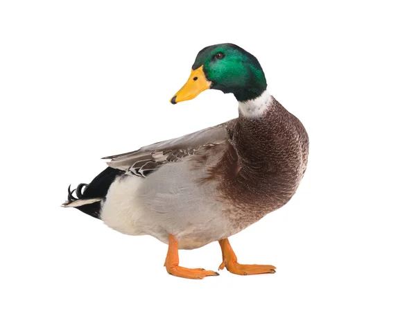 Is the Wild Duck a Protected Species? Understanding the Conservation Status of Wild Ducks