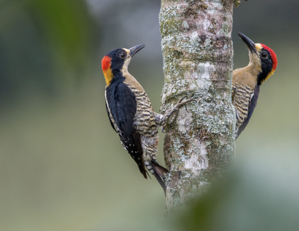 Beautiful Woodpecker (Chrysocolaptes lucidus)