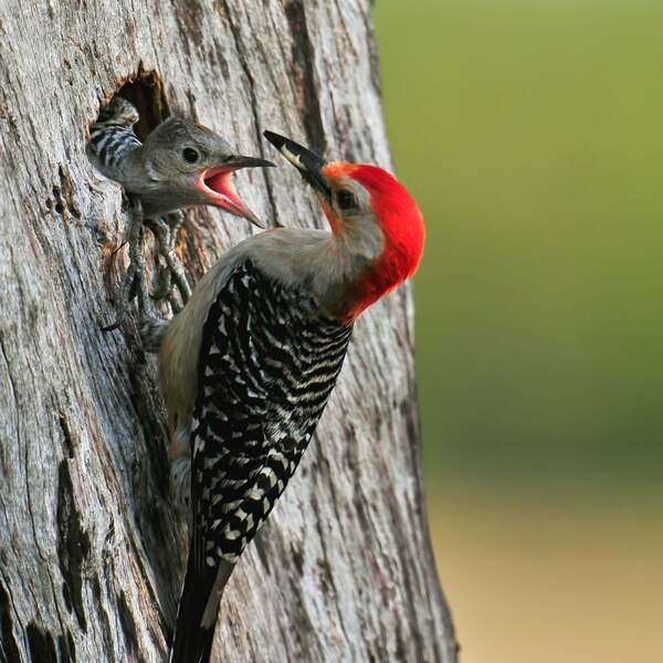 10 of the Most Beautiful Woodpeckers