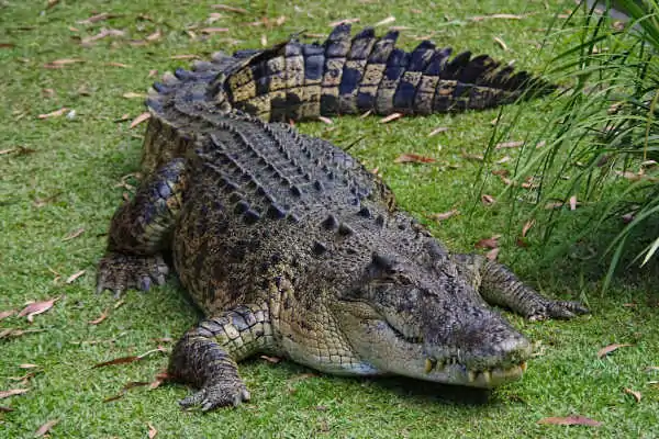 Crocodile