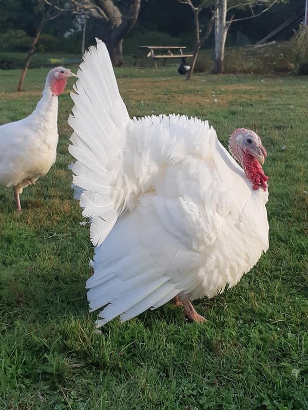 The Top 10 Turkey Breeds: A Complete Guide to the Best Turkeys for Your Farm