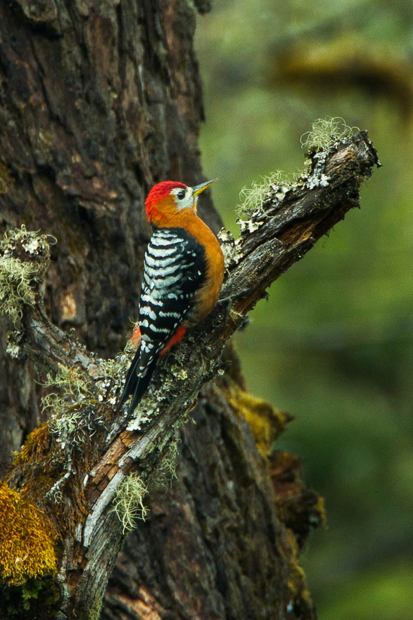 Rufous-bellied Woodpecker (Dendrocopos hyperythrus) 