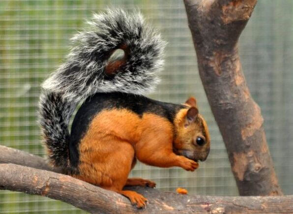 Abert’s Squirrel