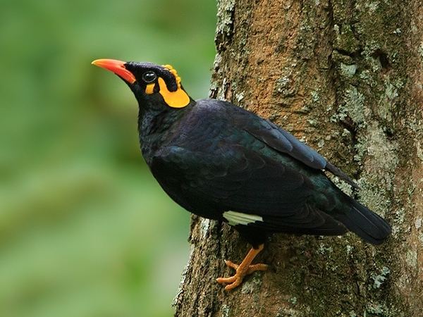 Mynah Bird