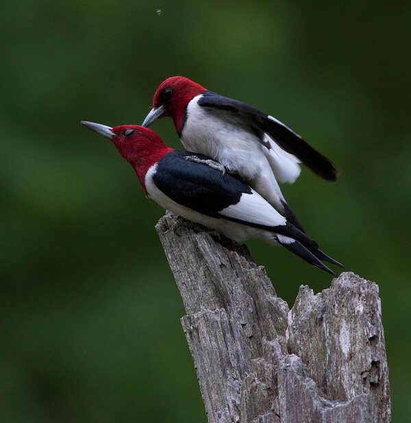 Red-headed Woodpecker (Melanerpes erythrocephalus)