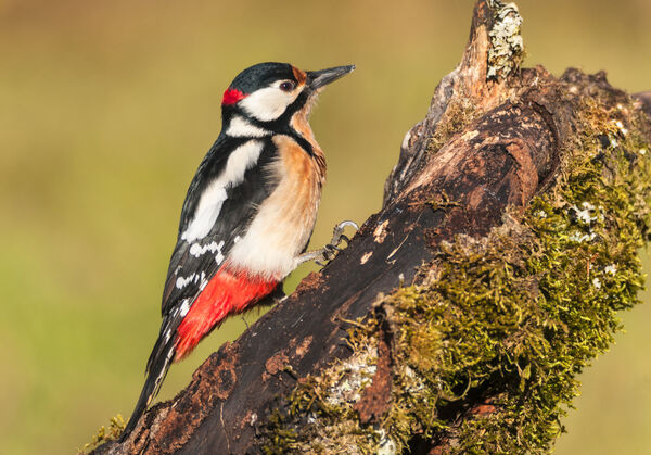 Great Spotted Woodpecker (Dendrocopos major)