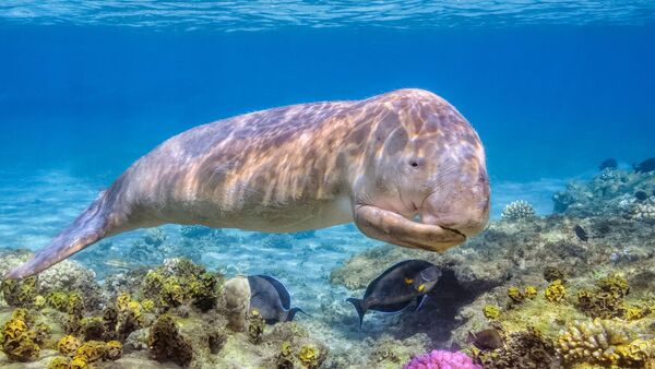 Dugongs, often called "sea cows"