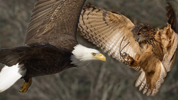 eagle stronger than an owl