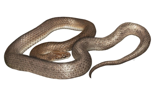 Are Snakes Amphibians? Understanding the Classification of Snakes