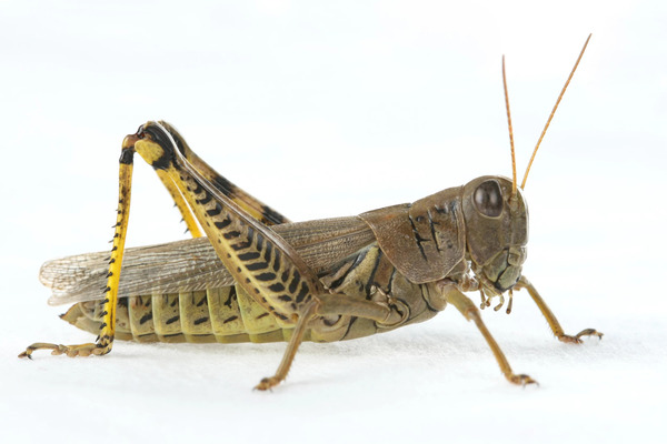 Are Locusts Harmful? Understanding the Impact of Locust Swarms