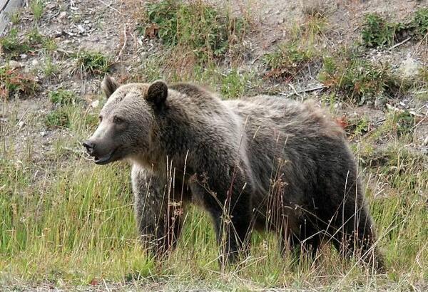 Brown Bear (Ursus arctos)