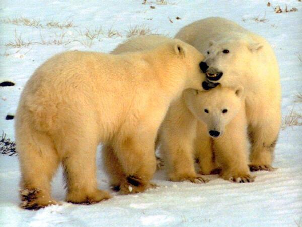 Polar Bear (Ursus maritimus)