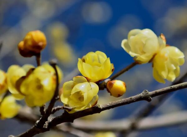 Ten Flowers That Bloom in January