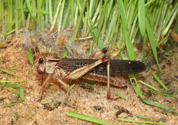 Are Locusts Insects? An In-Depth Scientific Overview