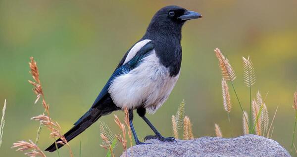 What Do Americans Call Magpies? A Comprehensive Look at the Naming of Magpies in the United States