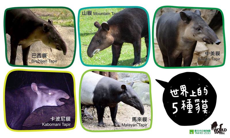 Tapirus