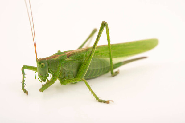 The Difference Between Crickets, Field Crickets, and Mole Crickets: A Comprehensive Guide