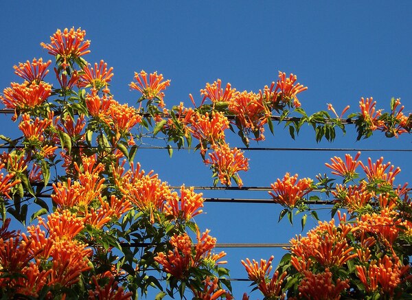 Firecracker Flower