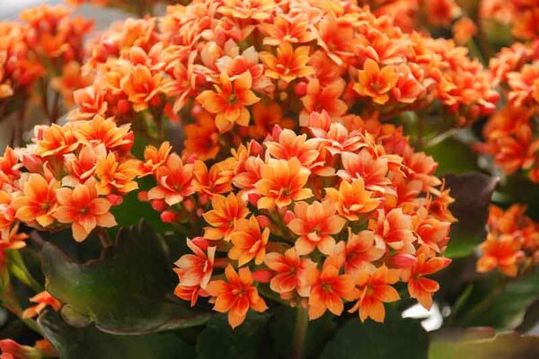 Kalanchoe