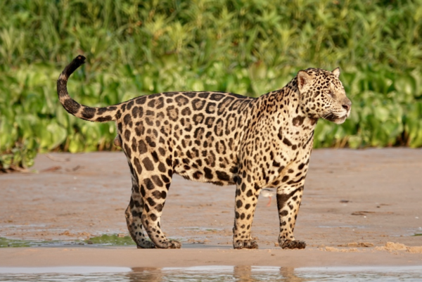 Jaguar (Panthera onca)