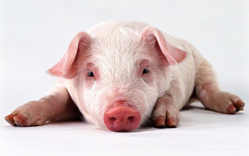 pig