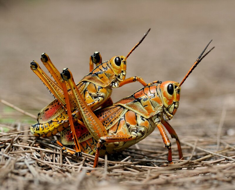 The top 10 most dangerous locusts in the world