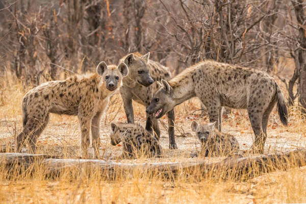 Spotted Hyena (Crocuta crocuta)