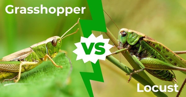 Is a Grasshopper a Locust? Understanding the Key Differences