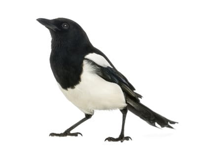 Why Are Magpies Considered 