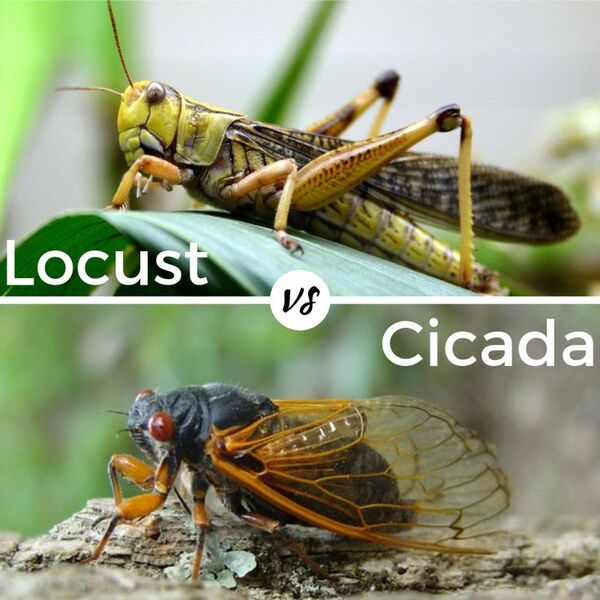 Are Locusts the Same as Cicadas? Understanding the Key Differences Between These Insects