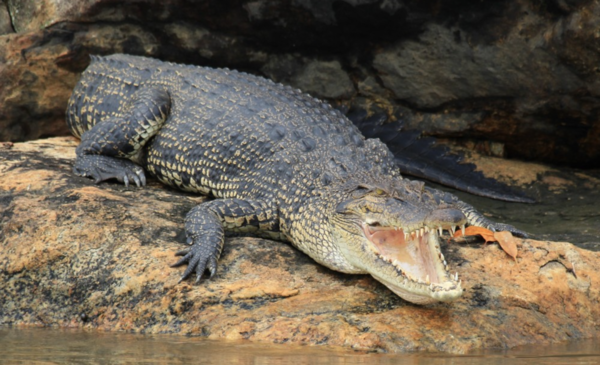 Saltwater Crocodile (Crocodylus porosus)