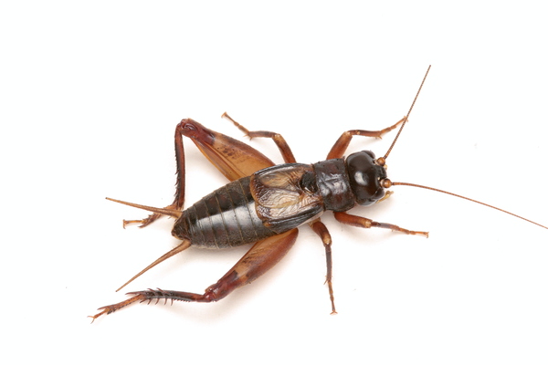 Mole Crickets