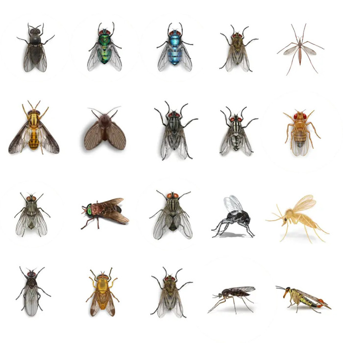 Are Flies Beneficial or Harmful? Exploring the Role of Flies in Ecosystems