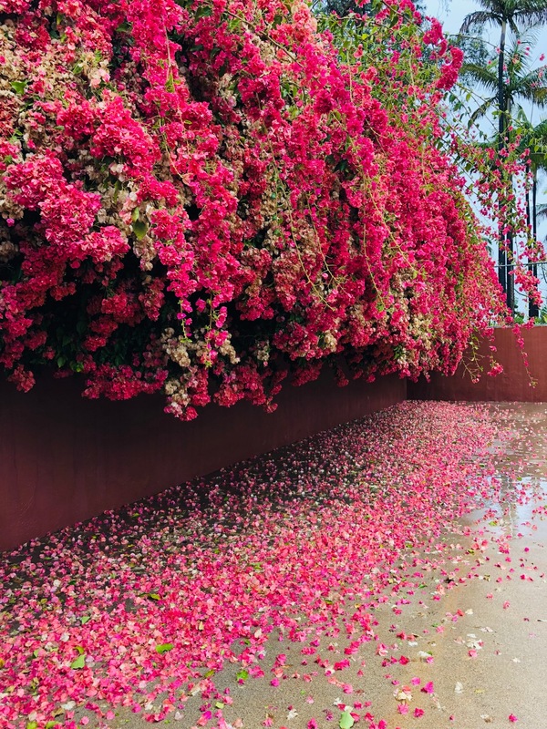 Bougainvillea