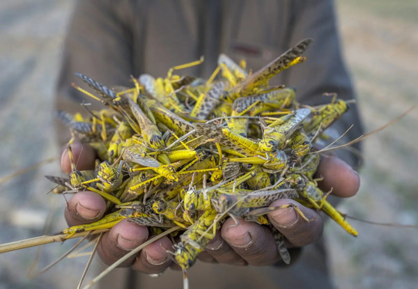 Is Locust Halal in Islam? A Detailed Analysis Based on Islamic Dietary Laws