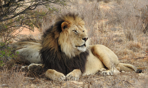 African Lion (Panthera leo)