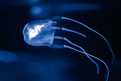 A Detailed Guide to Box Jellyfish