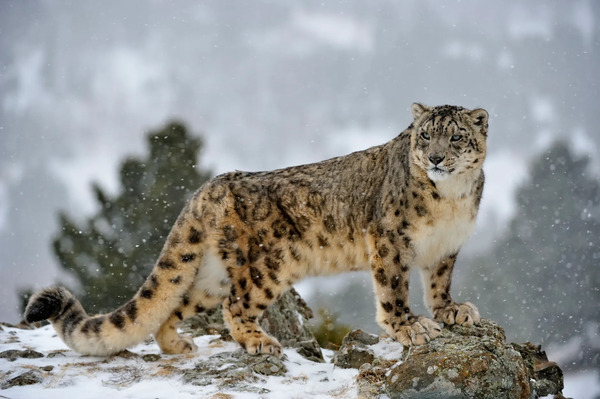 Snow Leopard (Panthera uncia)